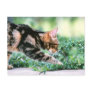American Shorthair 7 Post Cards