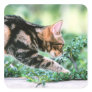 American Shorthair 7 Stickers