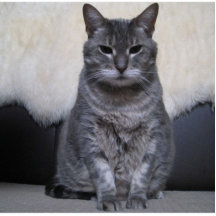 American shorthair Blue magnet Photo Sculpture