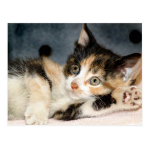 American Shorthair Calico Shelter Kitten Postcards
