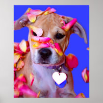 American Staffordshire Terrier Boxer Mix Puppy Dog