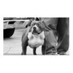 American Staffordshire Terrier Business Cards