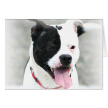 American Staffordshire Terrier Card