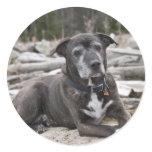 American Staffordshire Terrier - Sticker