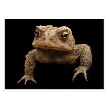American Toad ATC Business Card Template