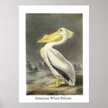 American White Pelican, John Audubon Poster