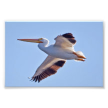 American White Pelican Photograph
