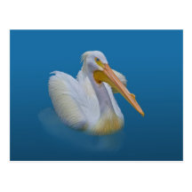 American White Pelican Postcard