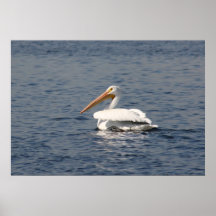American White Pelican Poster