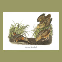 American Woodcock, John Audubon Print posters