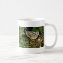 American Woodcock with eggs mugs