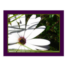 Amethyst and White Petals Postcard