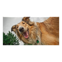 Amiga the Smiling Collie Personalized Photo Card