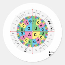 Amino Acid Base Sequence Table Diagram Round Stickers