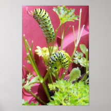 Amis Posters