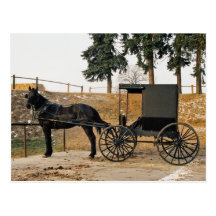 Amish Horse amd Buggy Postcard