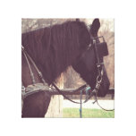 Amish Horse Gallery Wrap Canvas