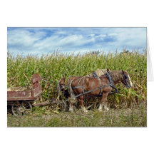 Amish Work Horse Harvest Card