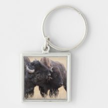 amitié de bison porte-clefs