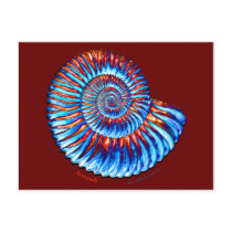 Ammonite fossil postcard