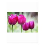 Amorous Couples Post Card