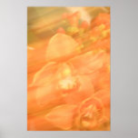 Amorous orchidea poster