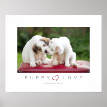 Amour de chiot affiche