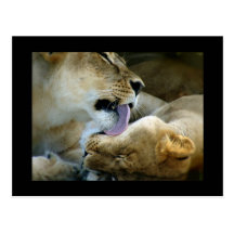 Amour de lion carte postale