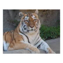 Amour de tigre invitation personnalisable