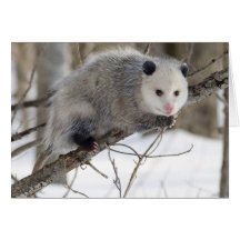 Amour d'opossum cartes