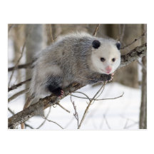 Amour d'opossum cartes postales