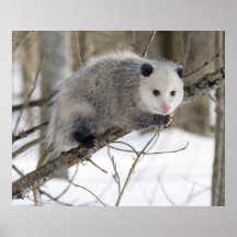 Amour d'opossum poster
