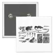 Amphibian Evolution Buttons