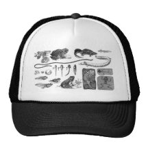 Amphibian Evolution Mesh Hat