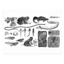 Amphibian Evolution Post Card
