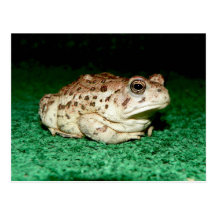Amphibian In Maricopa County *Julius* Post Cards