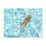 Amphibian Postcard 01