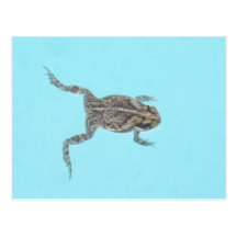 Amphibian Postcard 02