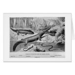 Amphibians of the Coal Forest art card