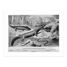 Amphibians of the Coal Forest art postcard