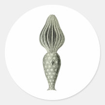 Amphoridea Round Stickers