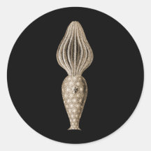 Amphoridea Round Stickers