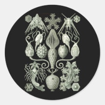 Amphoridea Round Stickers