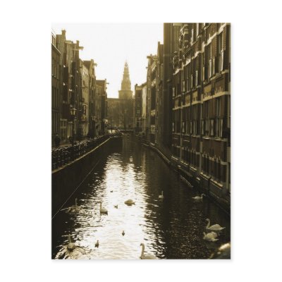 Amsterdam Canal Swans Photo Postcard by hollandshop