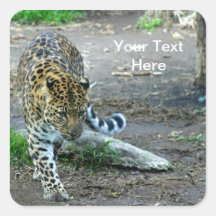 Amur Leopard Square Sticker