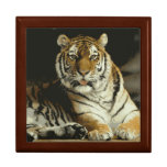 Amur Tiger Gift Box