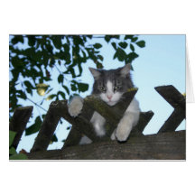 Amy The Cat Cards