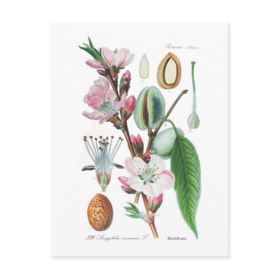 Amygdalus communis (Almond) Postcard by Botany_Boy