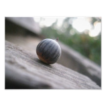 An Acorn Photo Art