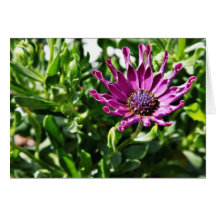 An African Daisy In My Patio Garden Greeting Card